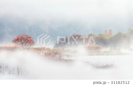 紅葉 朝 霧 31162512