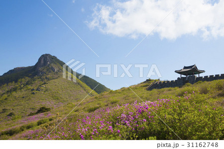 慶南 ツツジ 韓国 31162748
