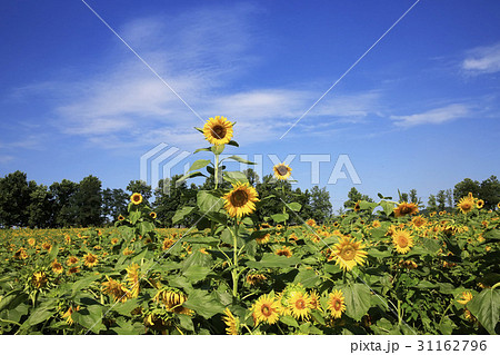 全北 学園の農場 韓国 31162796