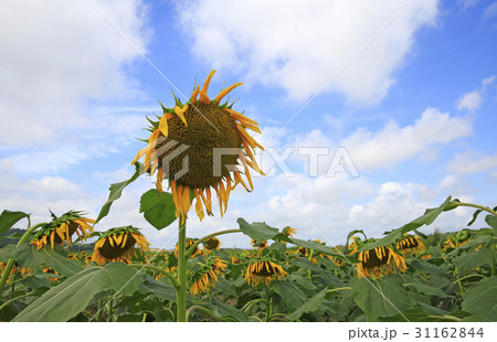 花畑 自然 ヒマワリ 31162844
