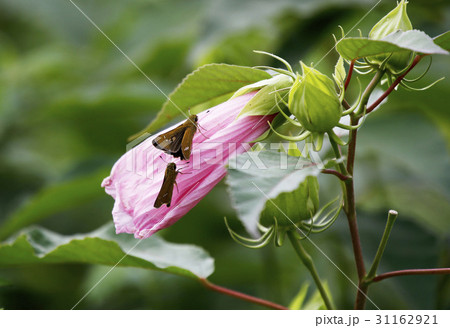 秋の花 花 蝶 31162921