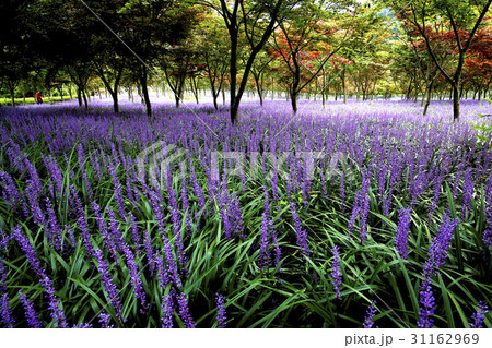メクムンドン 植物 屋外 31162969