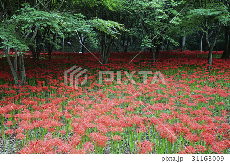 花 コトムルト 花畑 31163009