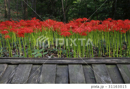 花 コトムルト 植物 31163015
