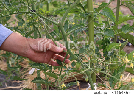 トマトの脇芽取り 31164365