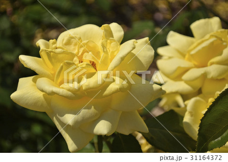 ランドラ(薔薇の品種) ランドラ(薔薇の品種) 31164372