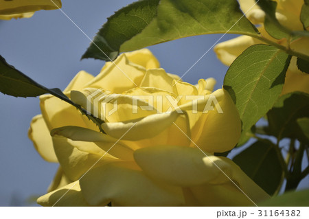 ランドラ(薔薇の品種) ランドラ(薔薇の品種) 31164382