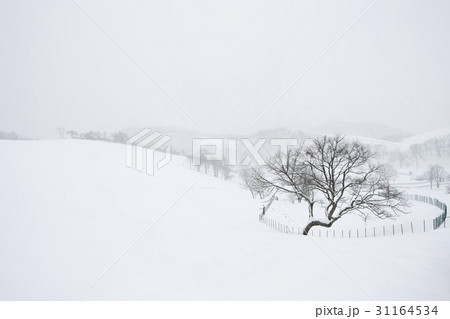 冬 木 大関嶺 31164534