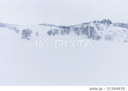 冬 大関嶺 羊牧場 31164639