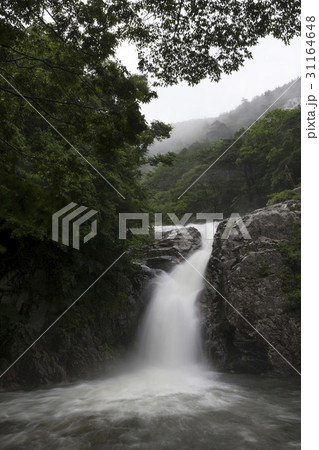 谷 龍湫滝 滝 31164648