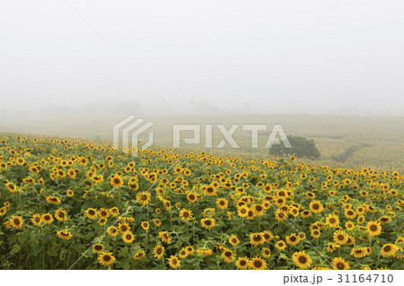 花 夏の花 風景 31164710