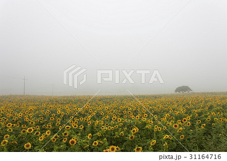 霧 夏の花 風景 31164716