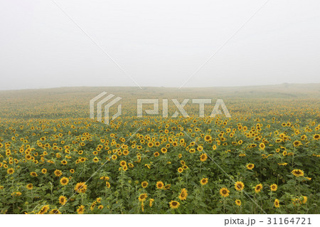 高敞郡 花 霧 31164721