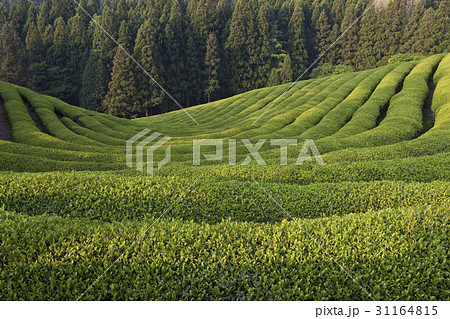 緑 緑色 緑茶畑 31164815