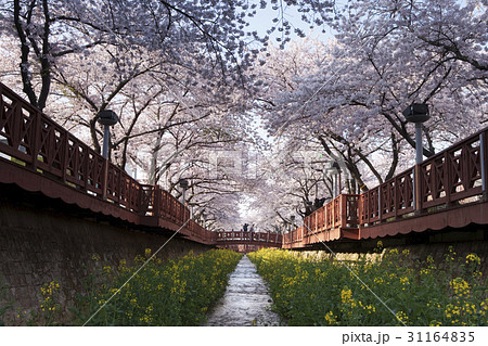 慶南 桜 以上左遷 31164835