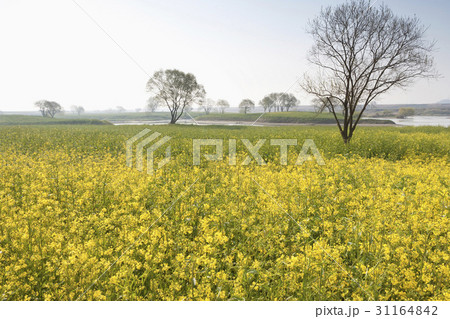 花畑 栄山江 菜種畑 31164842