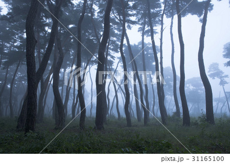 松 森 霧 31165100