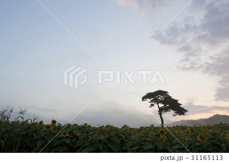 慶南 夕焼け 松 31165113