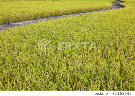 慶南 道路 稲 31165649