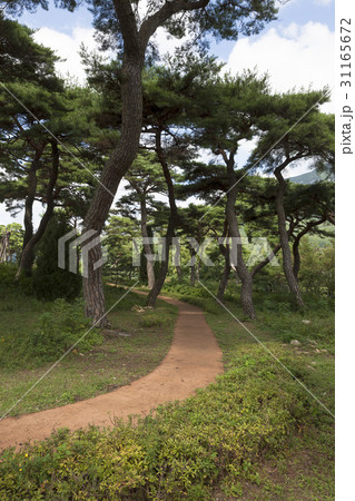 木 密陽市 松 31165672