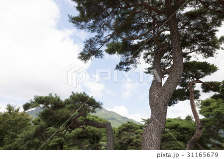 木 密陽市 松 31165679