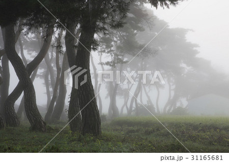 木 イムハンリ 忠清北道 31165681