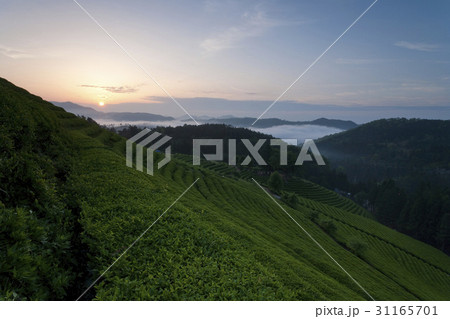 緑茶畑 の多元 山 31165701
