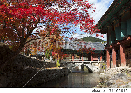 カエデ 三清橋 松広寺 31165815