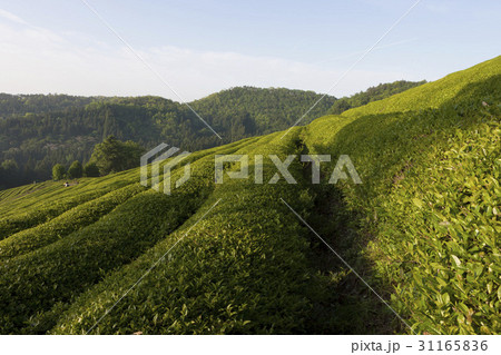 緑茶畑 の多元 宝城郡 31165836