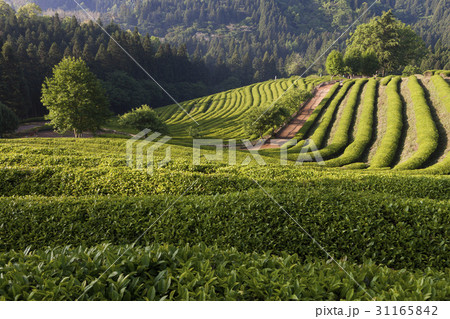 緑茶畑 の多元 宝城郡 31165842