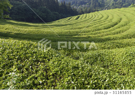 木 緑茶畑 の多元 31165855
