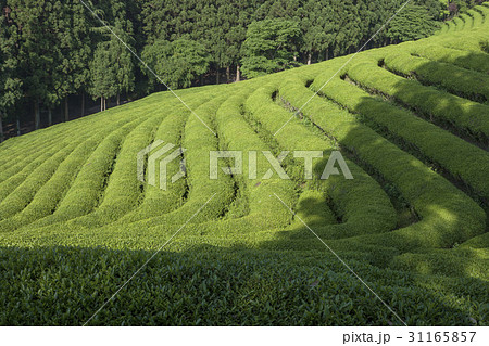 緑茶畑 の多元 全羅南道 31165857