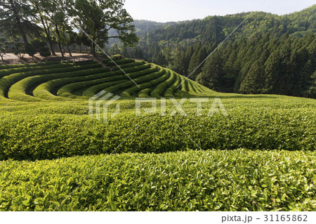緑茶畑 田畑 の多元 31165862