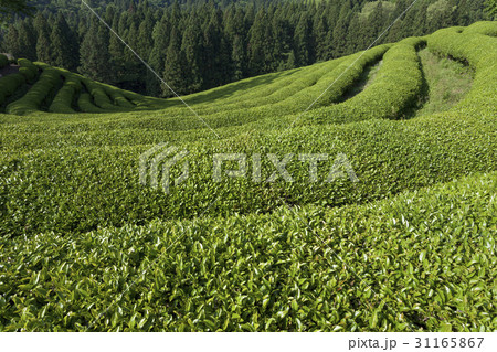 木 緑茶畑 の多元 31165867