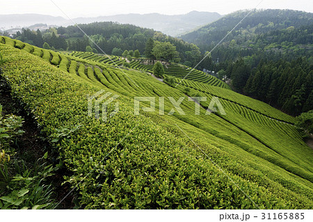 緑茶畑 田畑 の多元 31165885