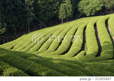 緑 緑色 緑茶畑 31165887