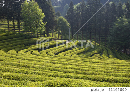緑 緑色 緑茶畑 31165890