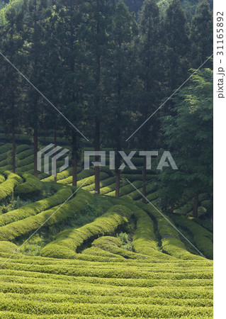 緑 緑色 緑茶畑 31165892
