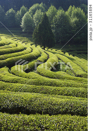 木 緑茶畑 の多元 31165894