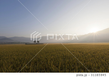 慶南 木 農業 31165945