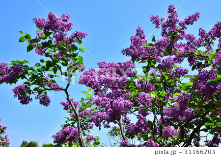 ライラック ライラック 31166203