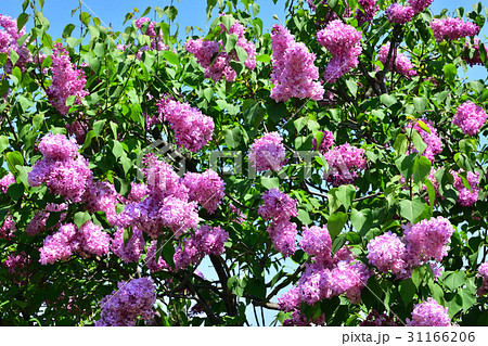 ライラック ライラック 31166206