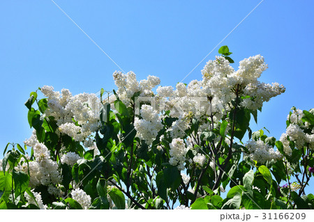 ライラック ライラック 31166209