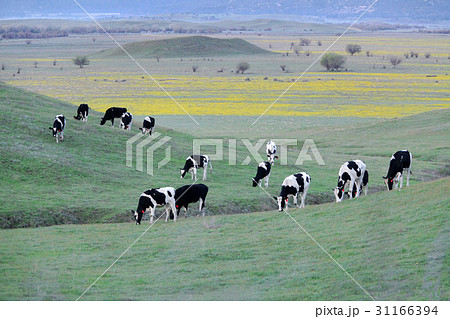 動物 米国 乳牛 31166394