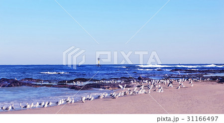 カモメ 江原道 三陟 31166497