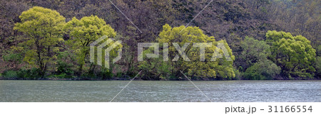 慶北 洛東江 春 31166554