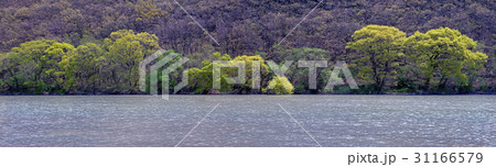 慶北 洛東江 パノラマ 31166579