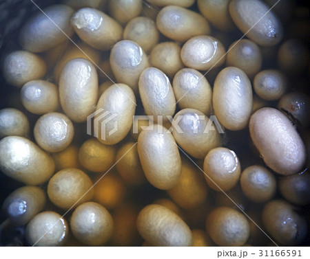 カイコ 養蚕 クローズアップ 31166591