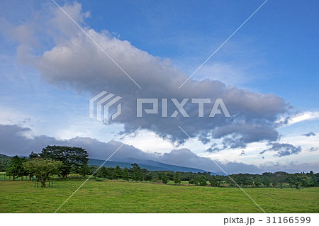 木 済州島 済州馬牧草地 31166599