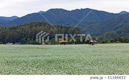 江原道 田畑 ソバ畑 31166652